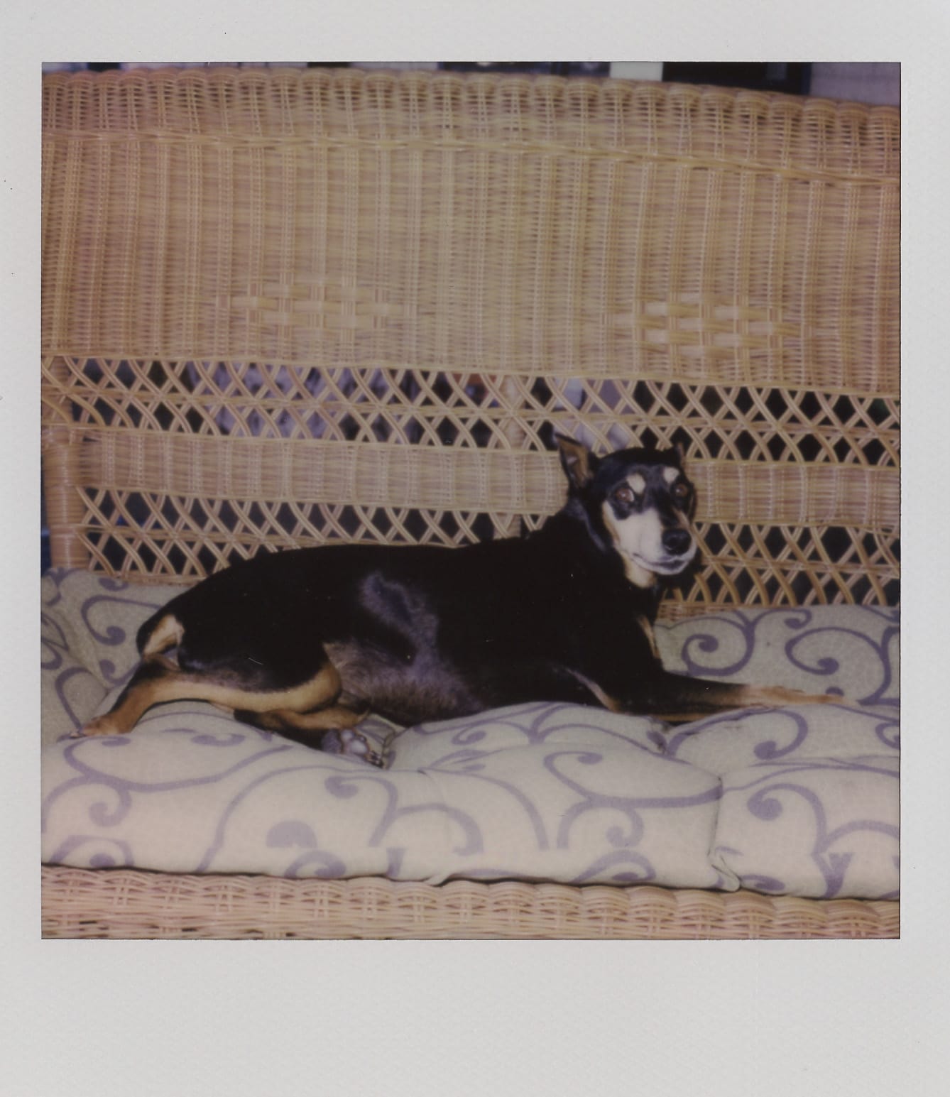 Gambit relaxing outside during his last days Polaroid photos