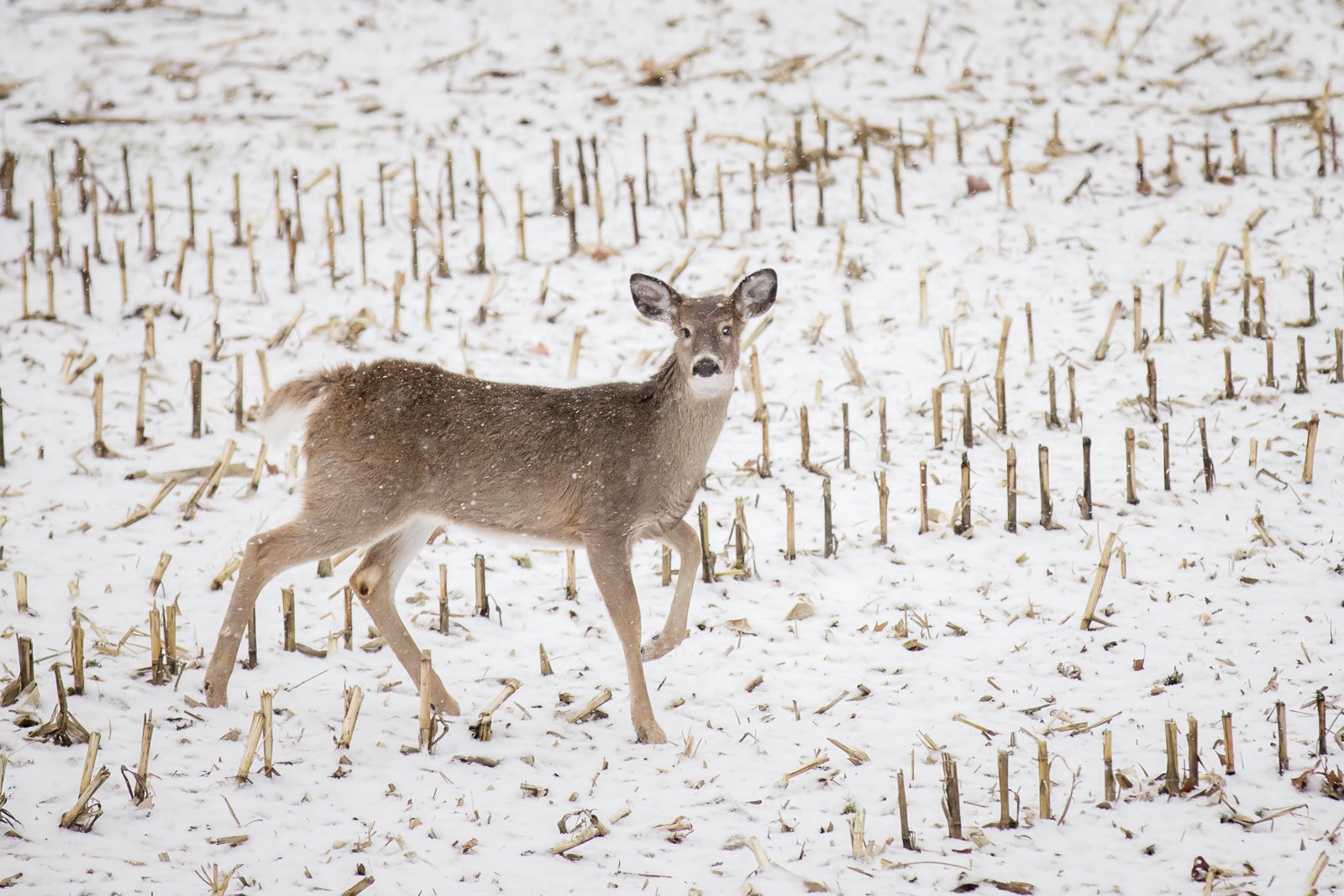 A doe in the snow