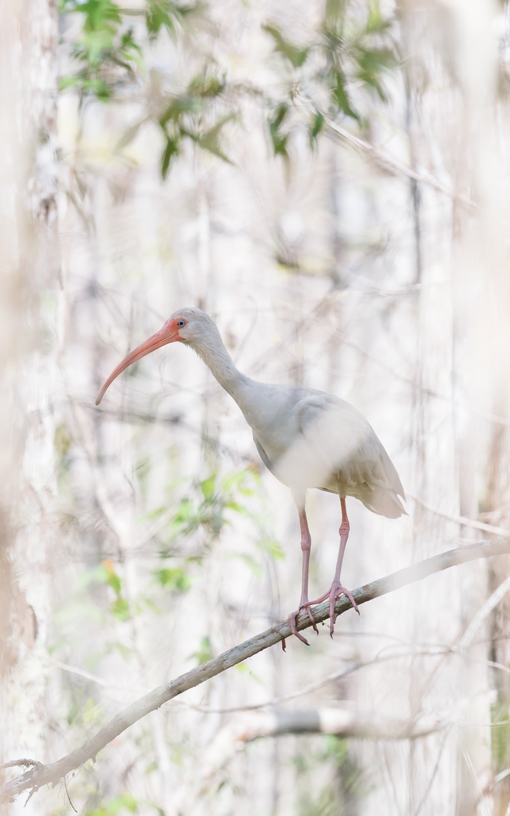 An American white ibis on a tree branch in the Everglades