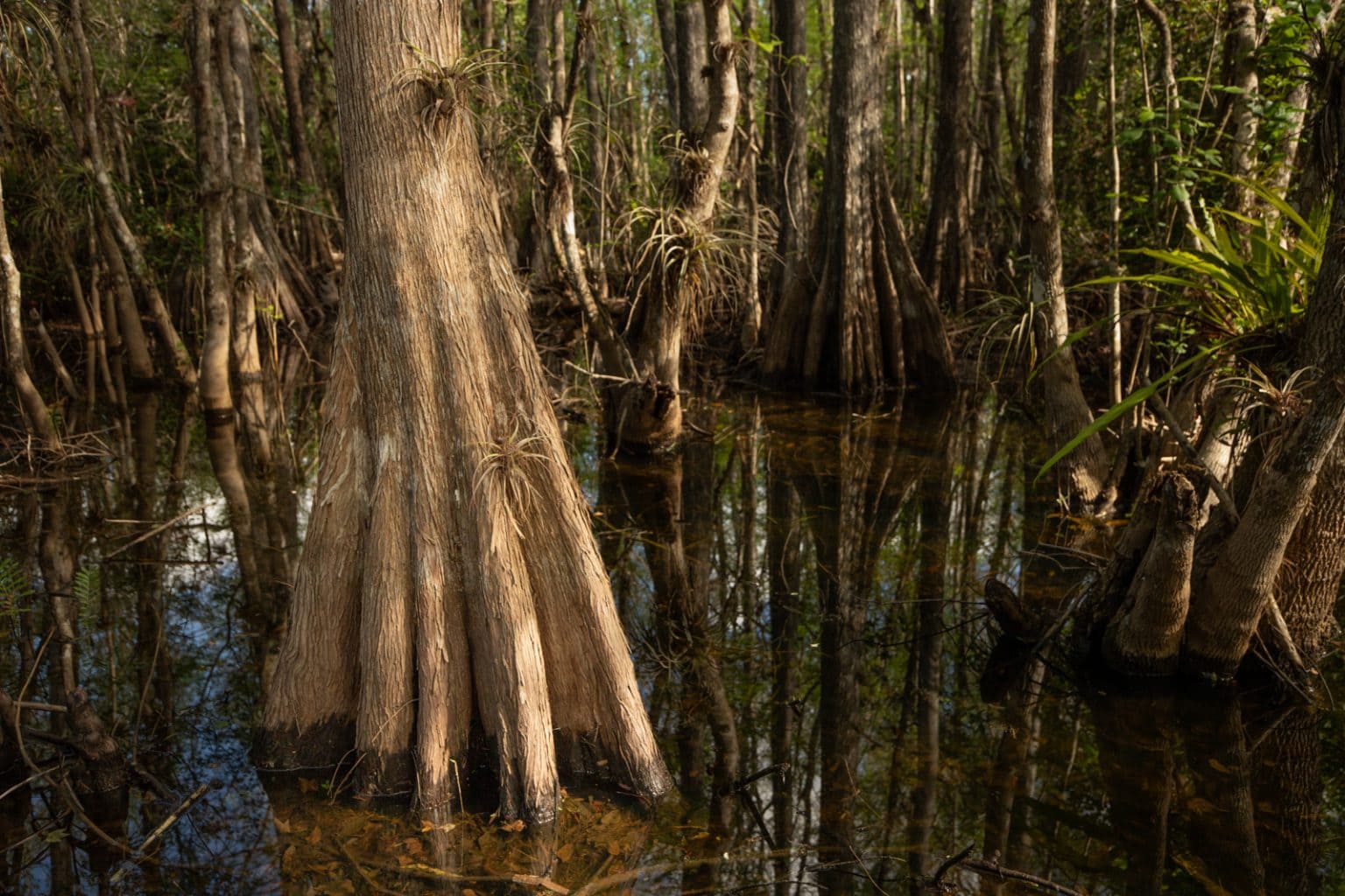 What Trees Are In The Everglades