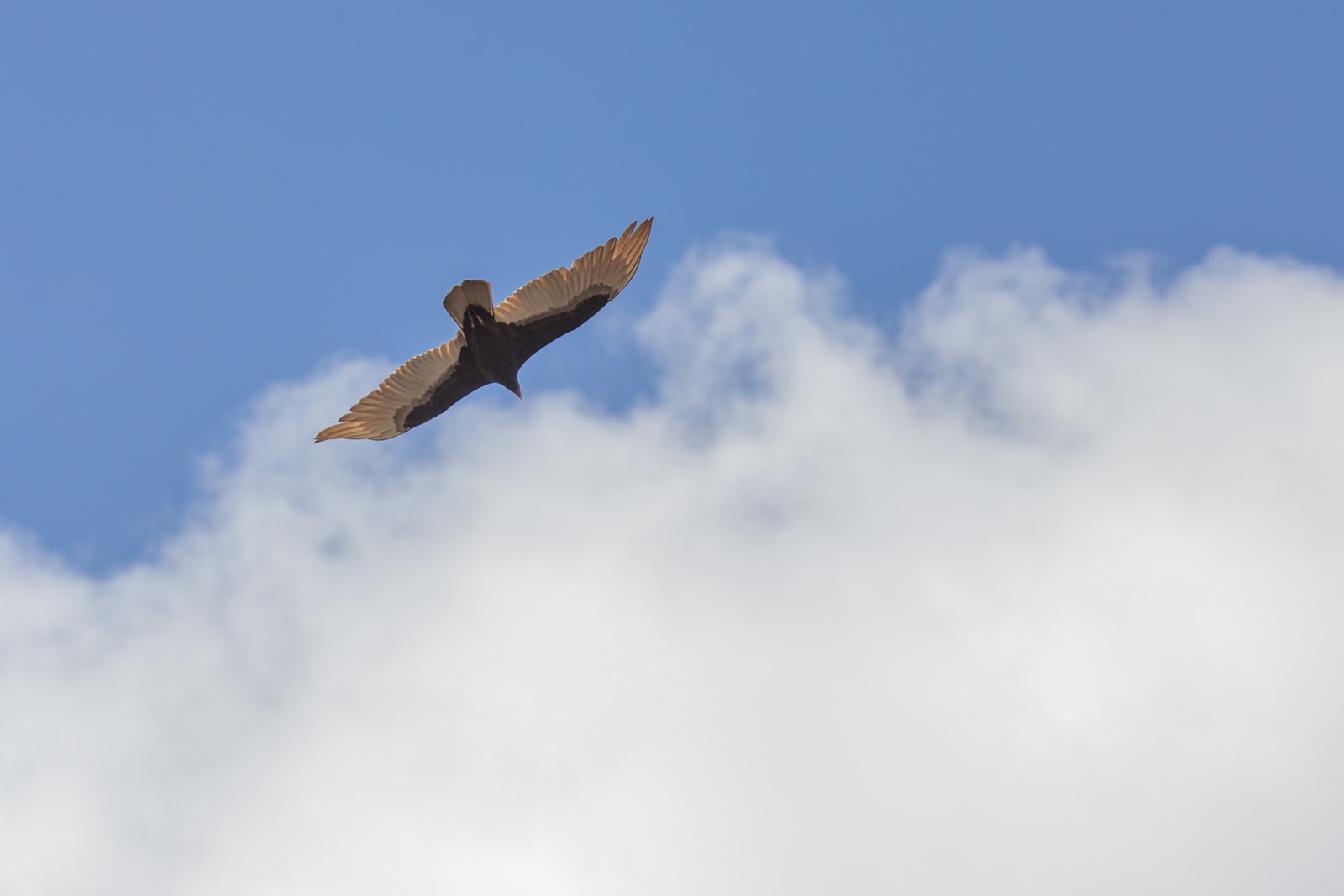 A Turkey vulture flying in the sky