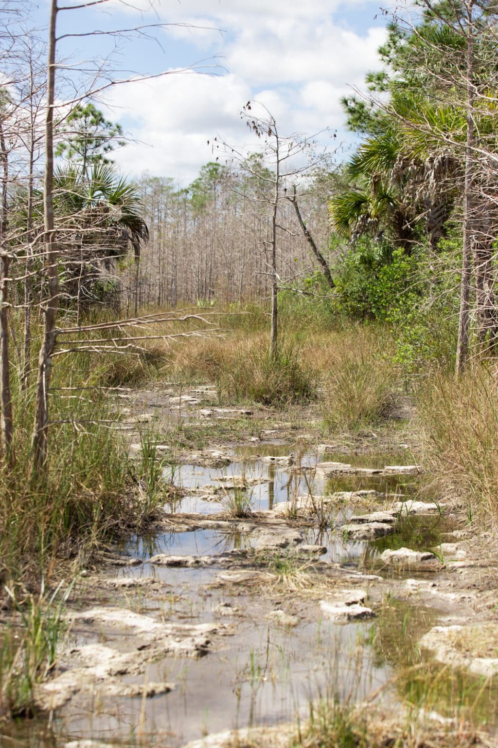 Hiking The Everglades Trails and Photographing Its Beautiful Environment