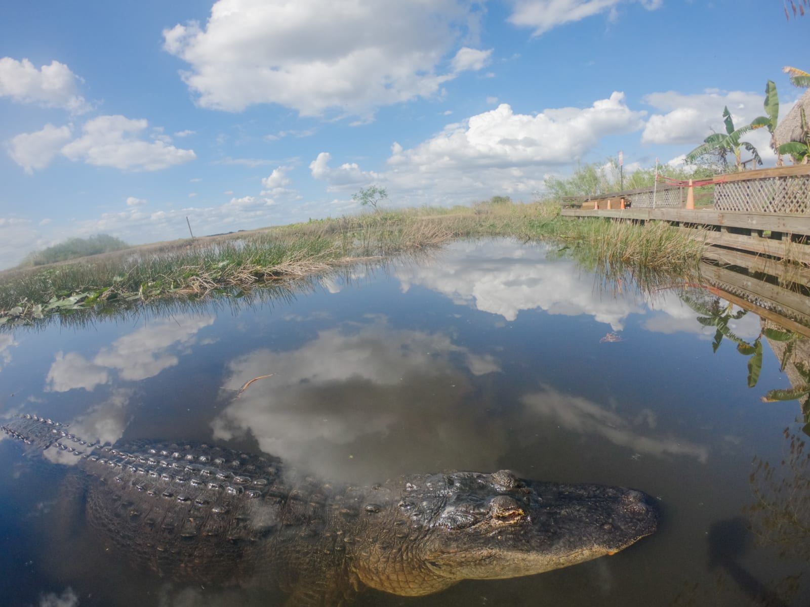 An alligator in the Everglades