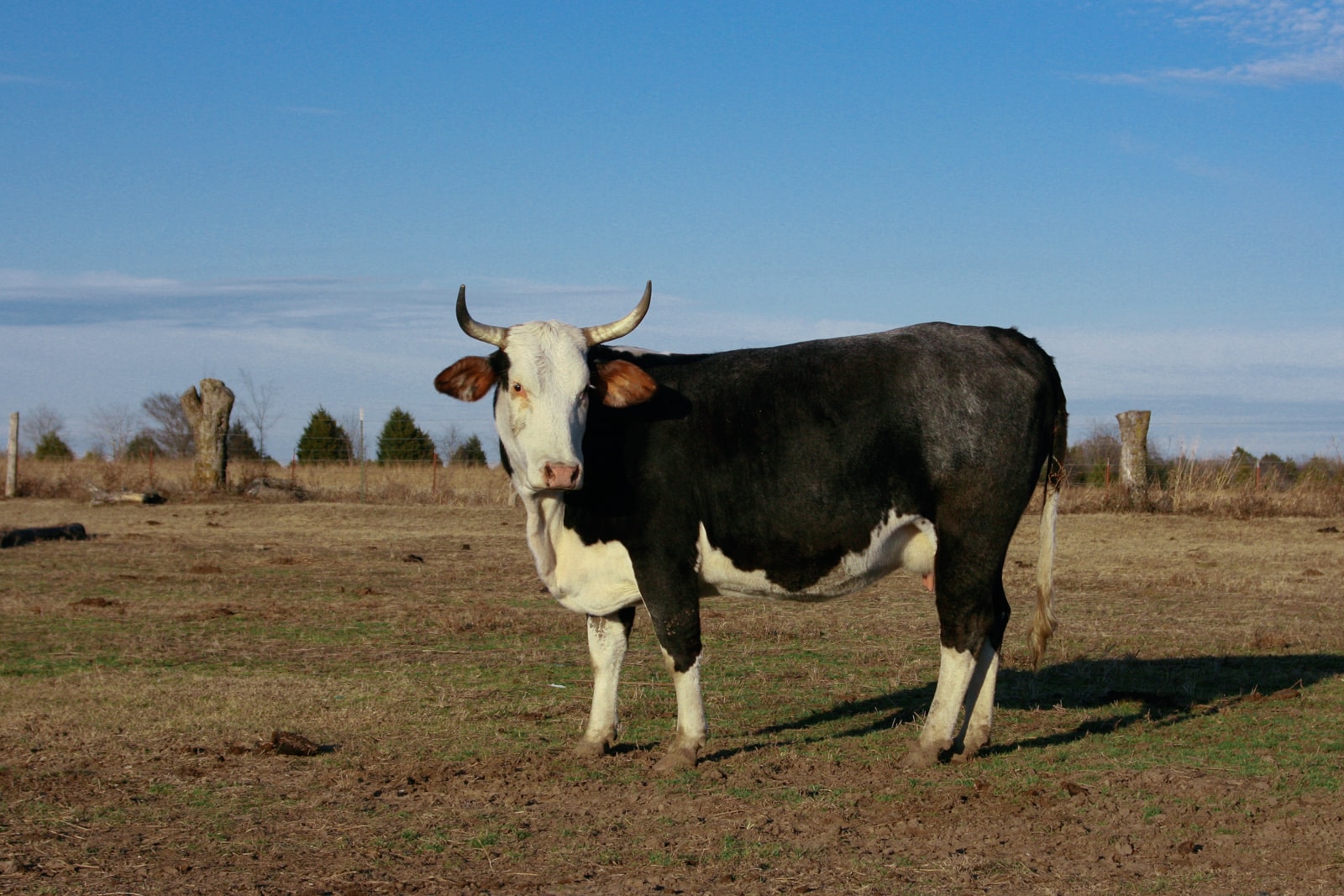 A cow in a pasture