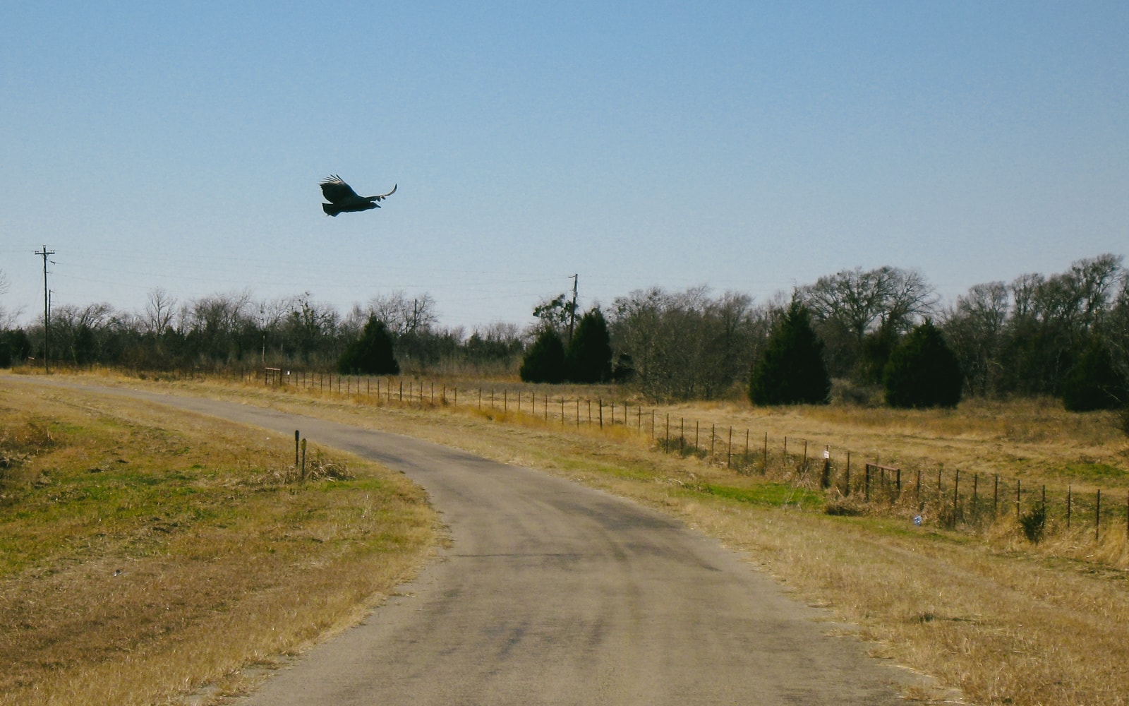 A bird flying over a country road