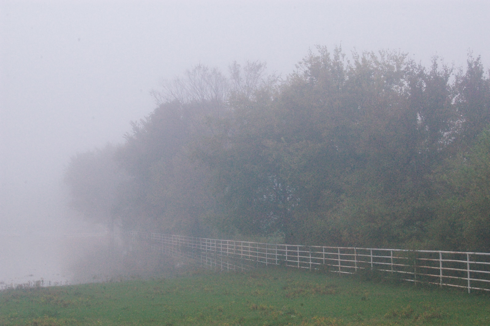 A foggy pasture
