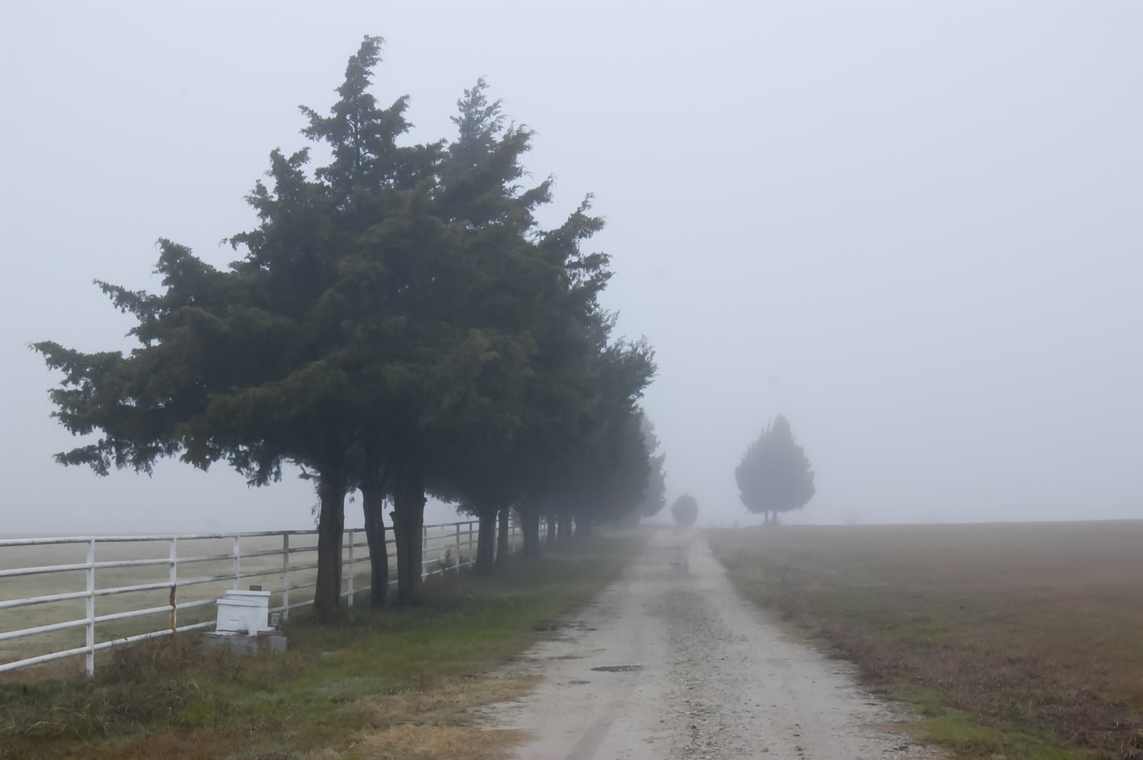 A foggy country road