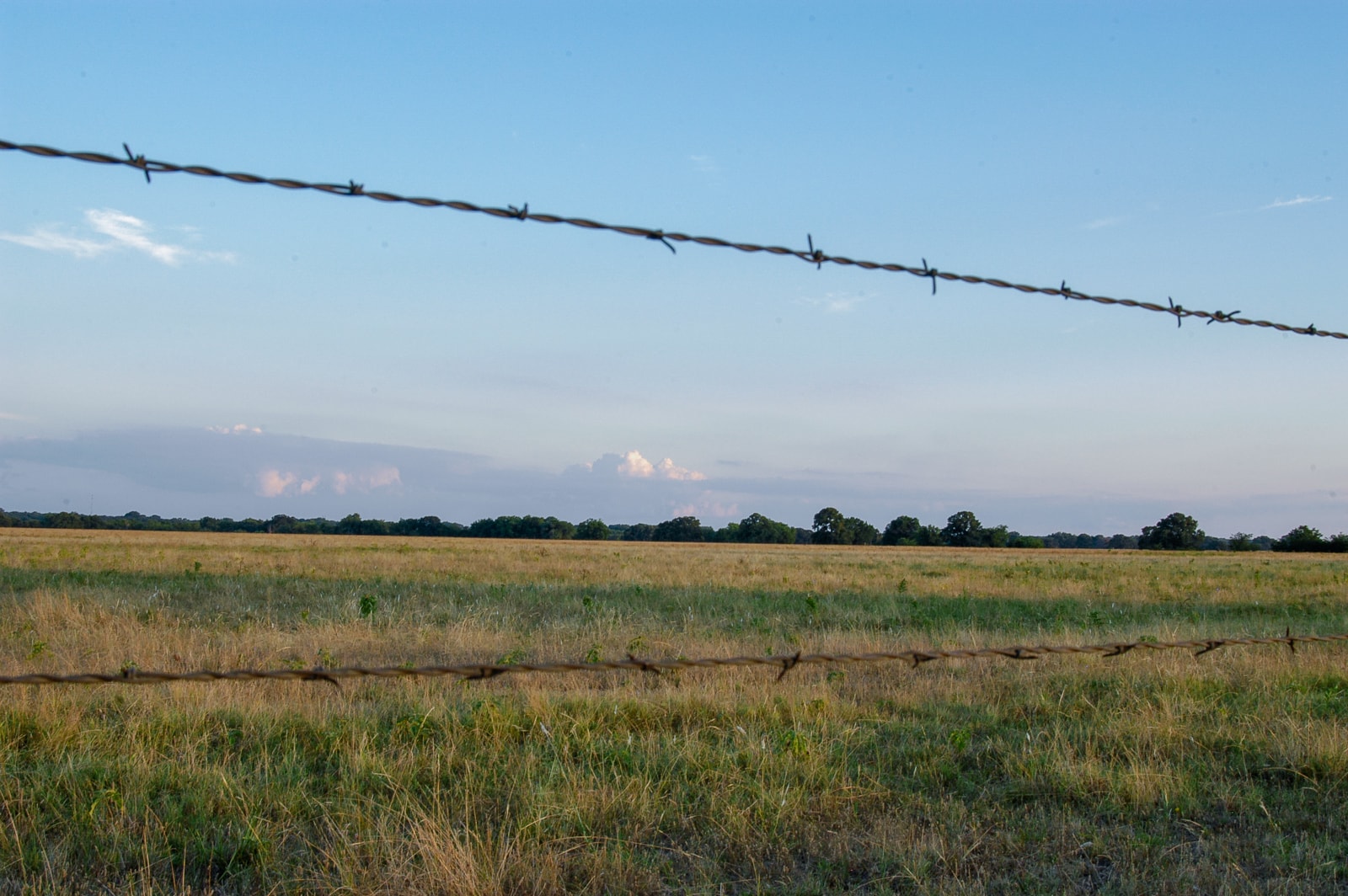 An East Texas landscape with barbed wire