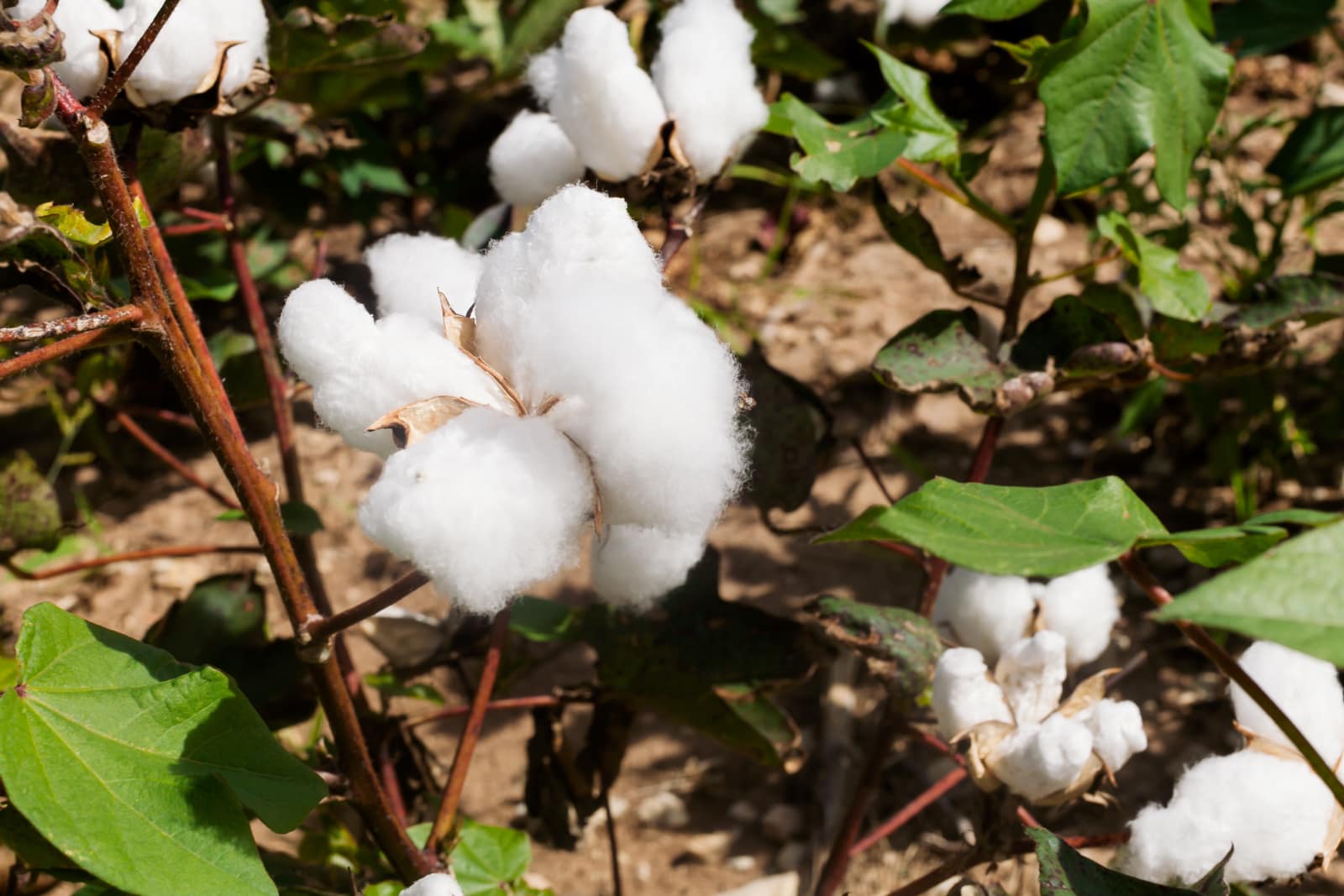Cotton crops