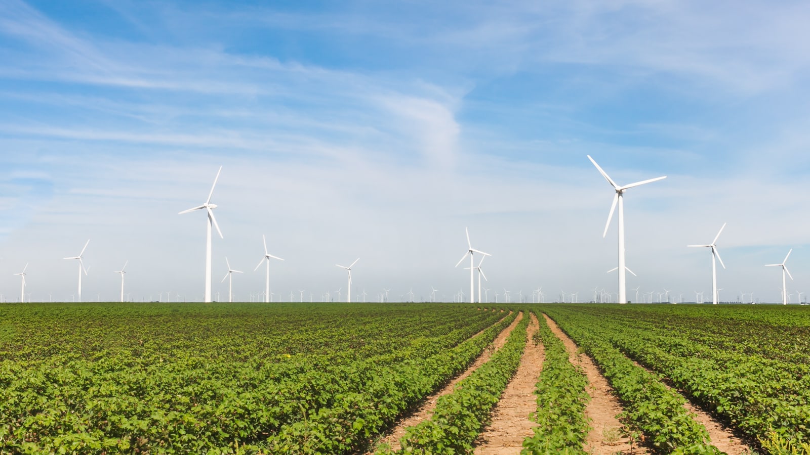 Roscoe Wind Farm Is A Giant Wind Farm In Texas With 627 Wind Turbines