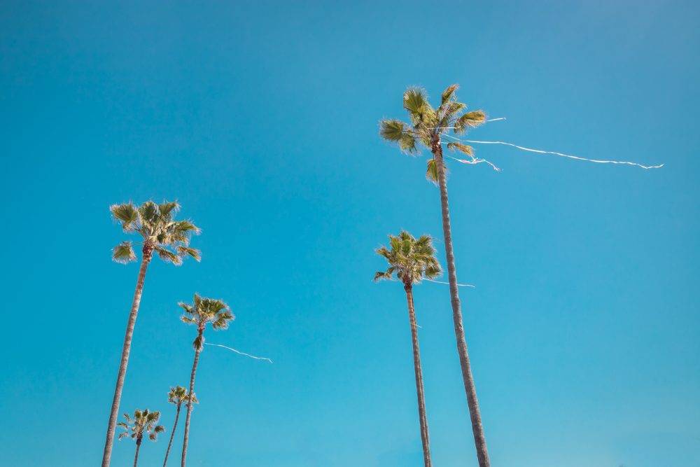 San Diego, California, Hanging Out At Ocean Beach And Balboa Park