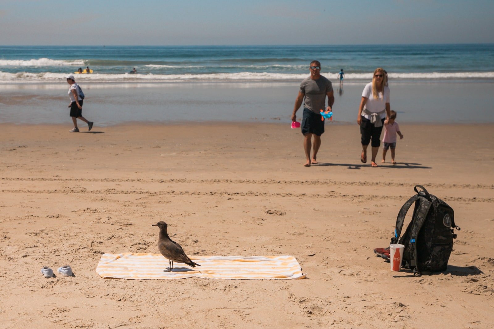 A bird on a beach towel at Ocean Beach