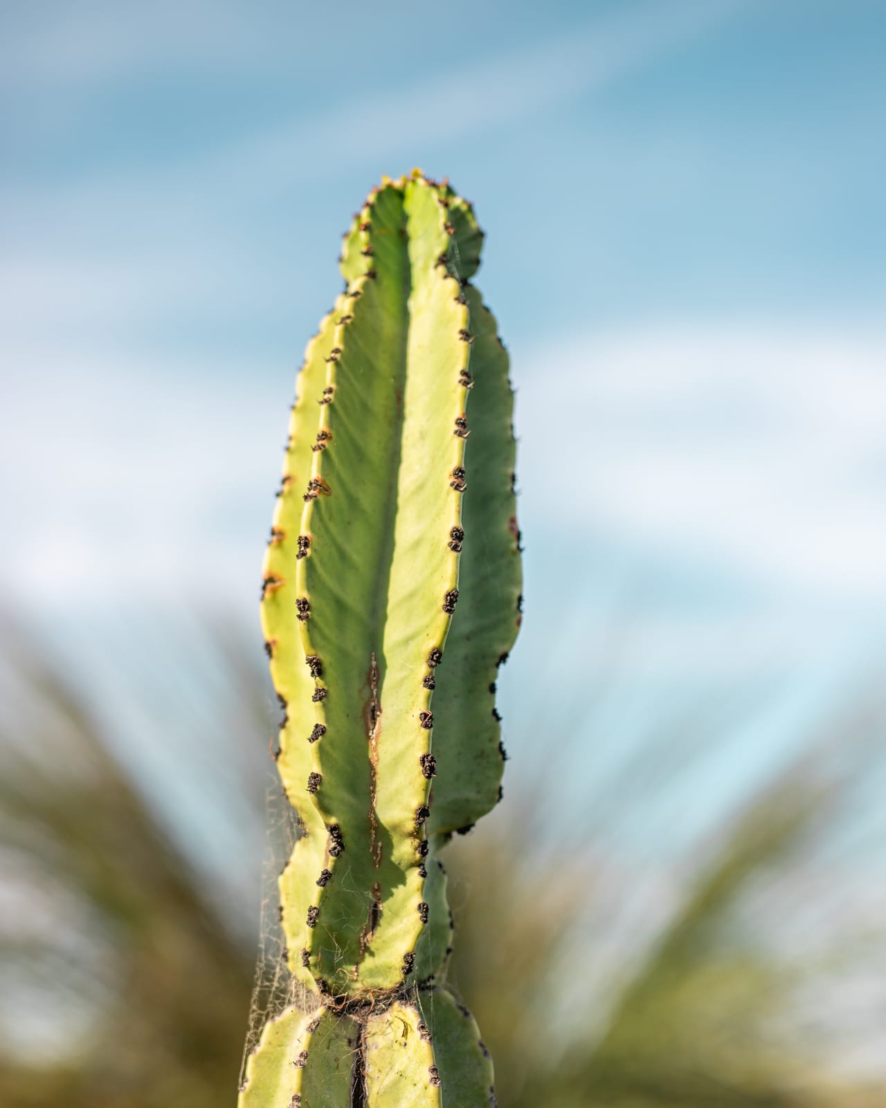 Cactus at Desert Garden at Balboa Park