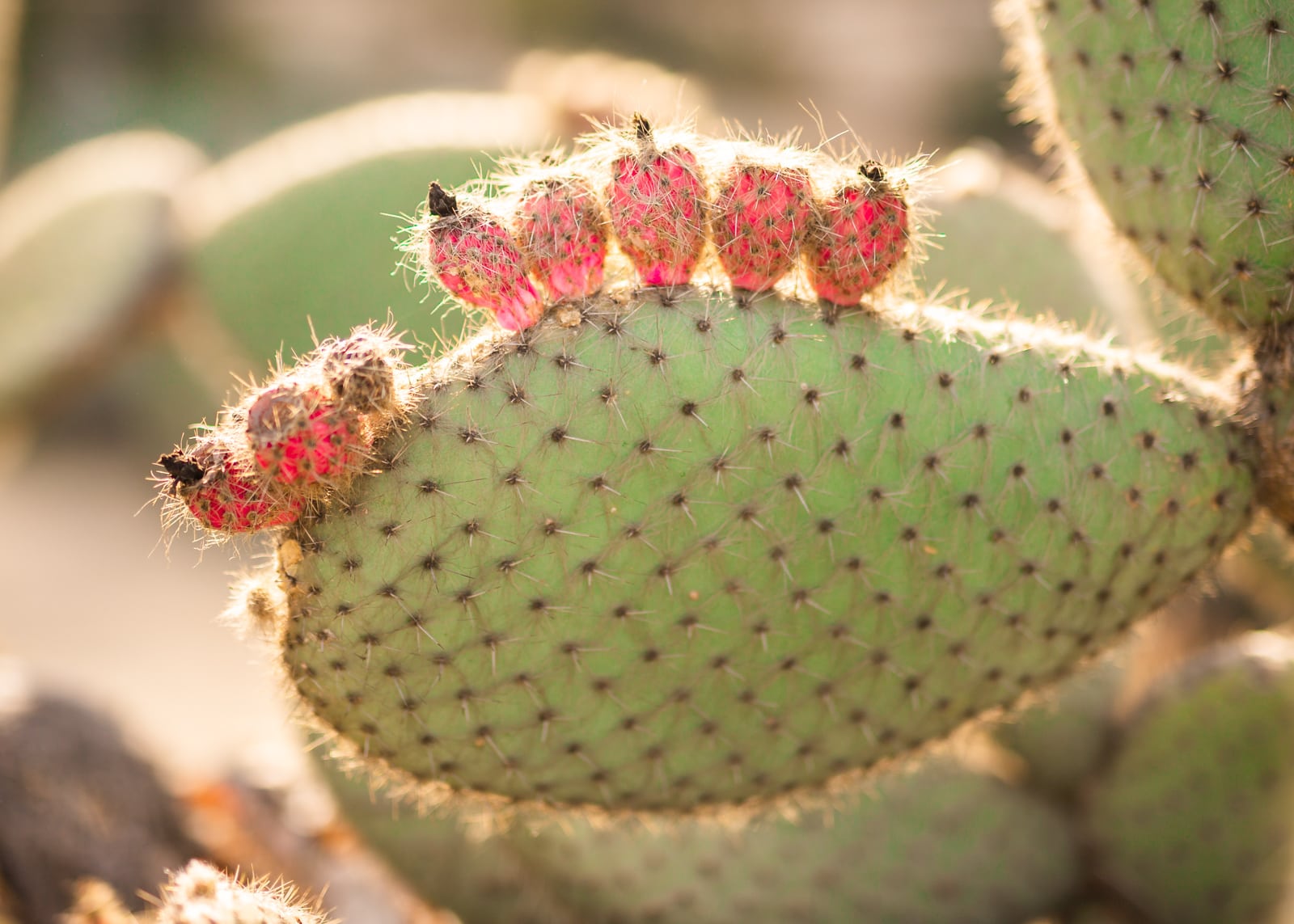 A Cactus at the Desert Garden at Balboa Park