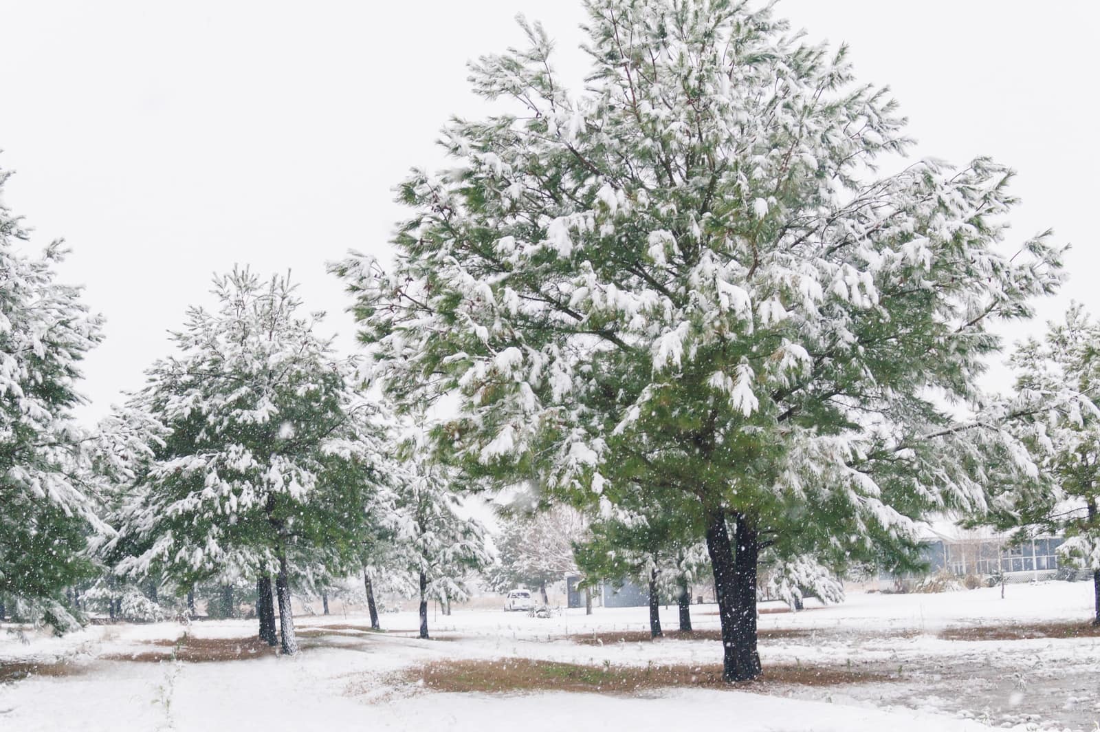 Trees covered with snow from the 2010 North American Blizzard
