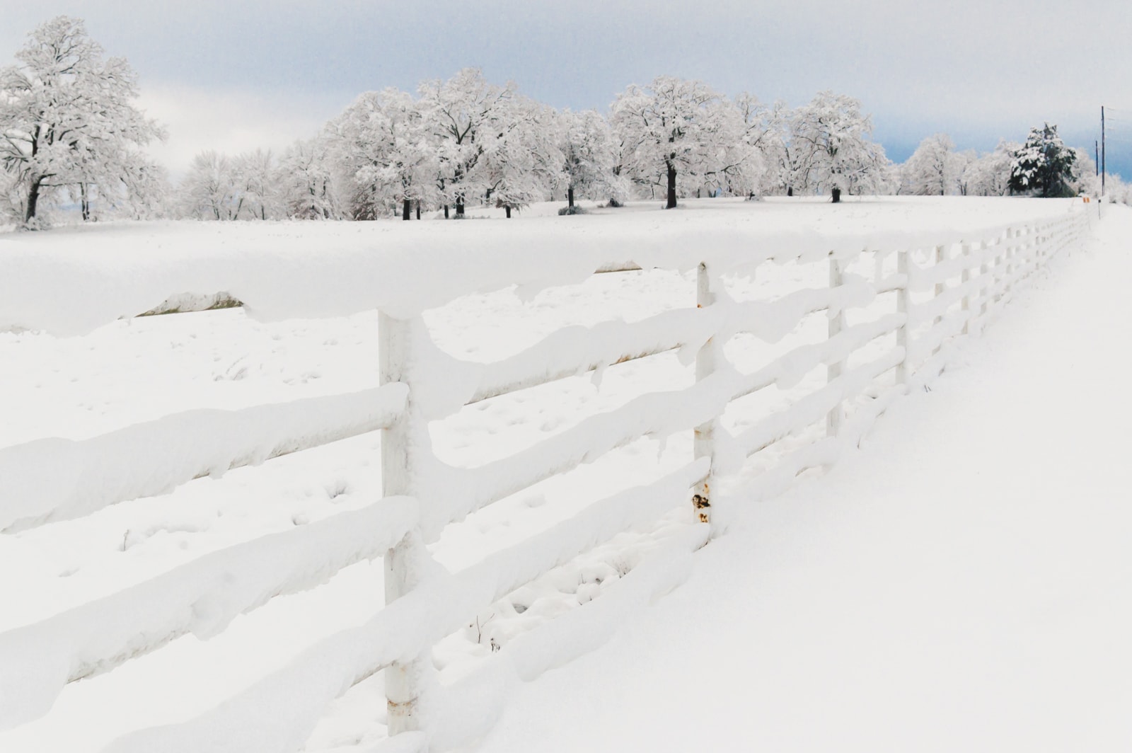 A fence and trees covered with snow