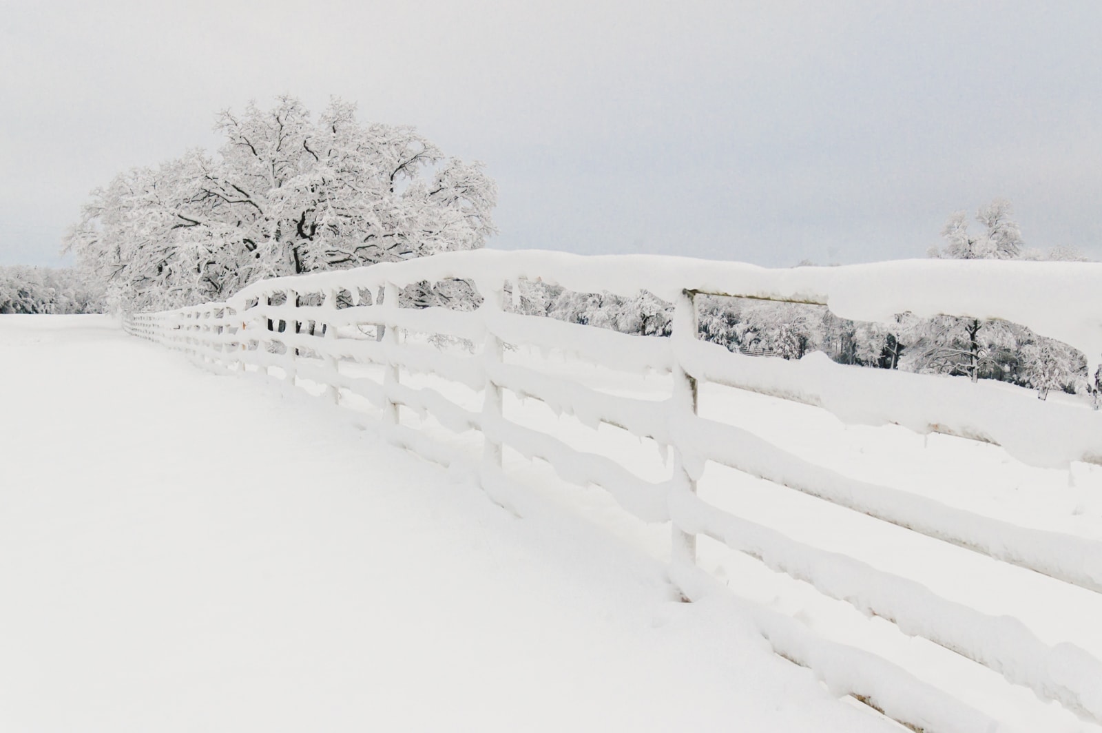 Country farm fence and tree covered in snow