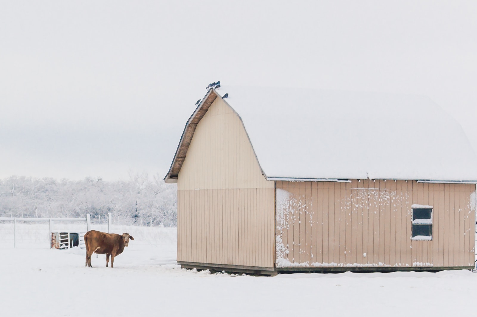 A cow and small barn in Snowmageddon 2010
