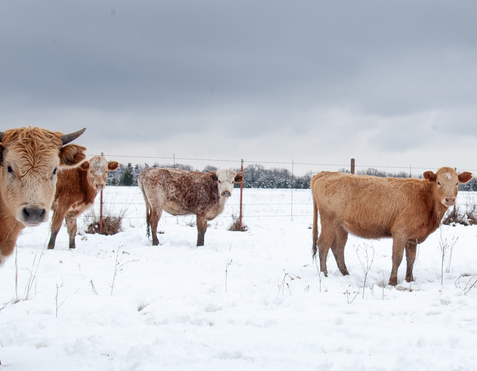 Cows in the Wills Point snow