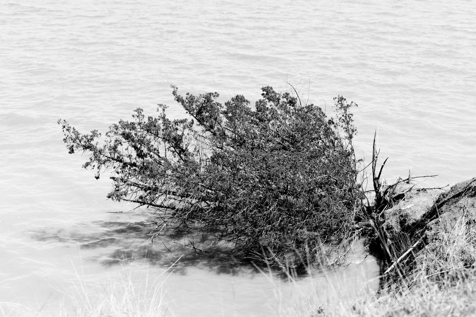 Trees In Lake Ray Hubbard Contrast Starkly Against The Muddy Water