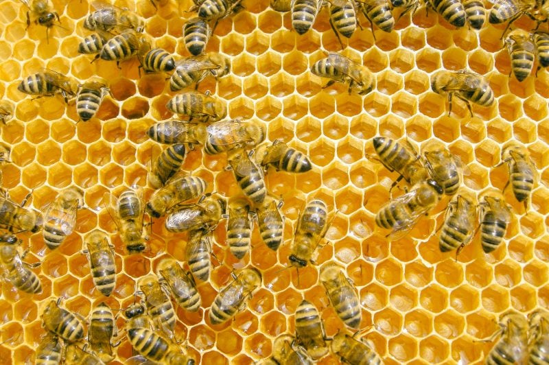 Beekeeping And Honey Production Photos At A Small Farm In East Texas