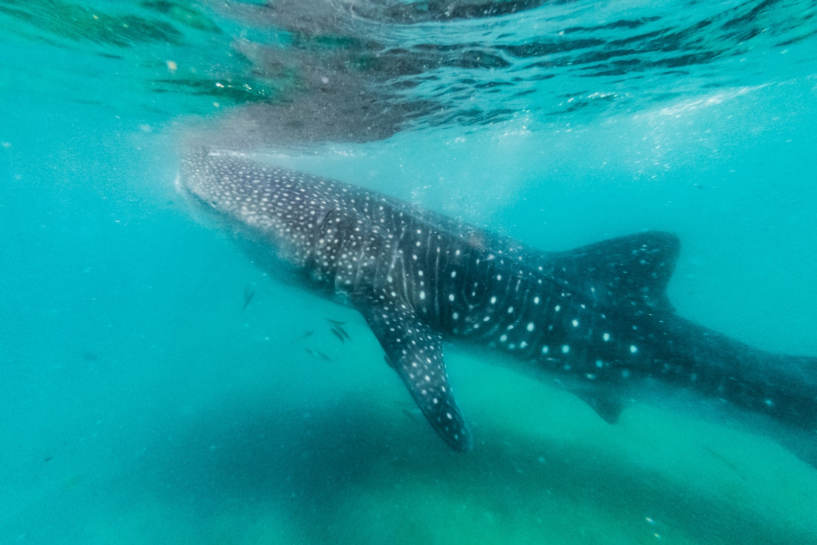 Swimming with Whale Sharks In the Sea Of Cortez In La Paz, Mexico