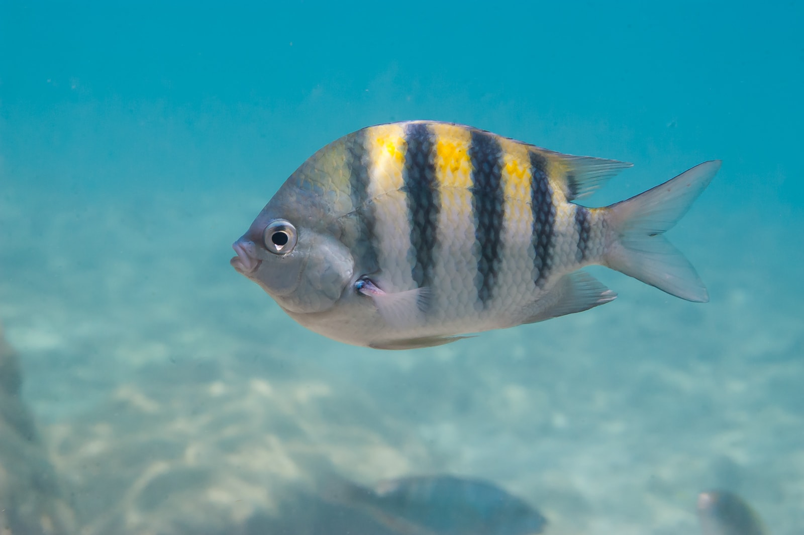 A Sergeant major fish (Abudefduf saxatilis) in the Caribbean Sea