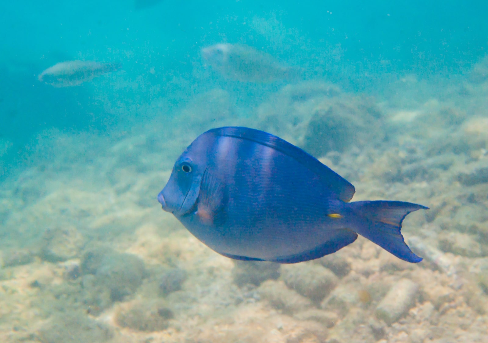 Underwater Photography Of The Tropical Fish And Coral Reefs of Curaçao