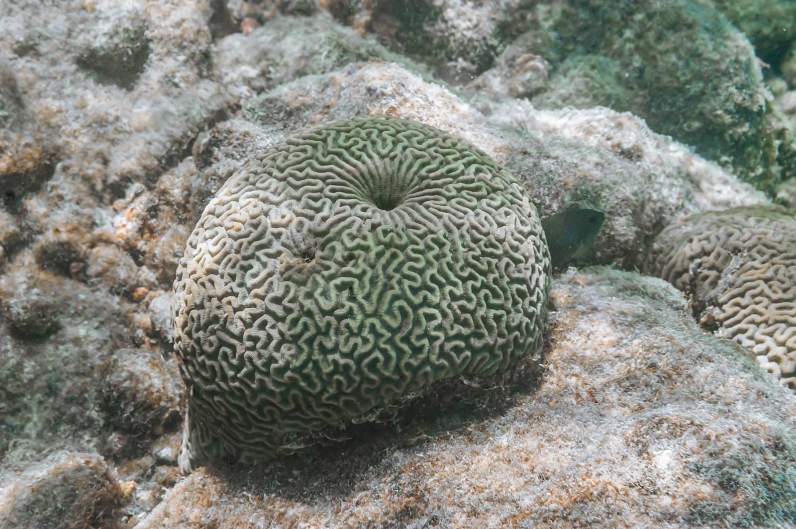 Brain coral (Diploria strigosa)