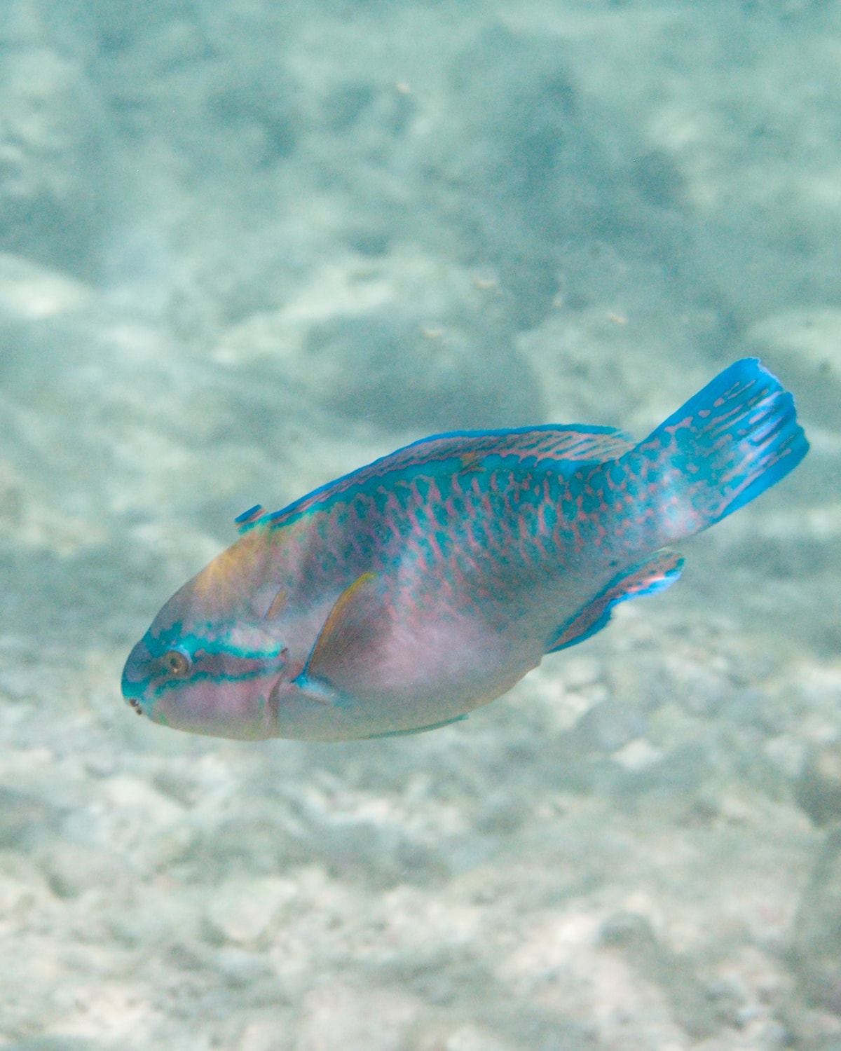 Queen Parrotfish (Scarus vetula) in the Caribbean Sea
