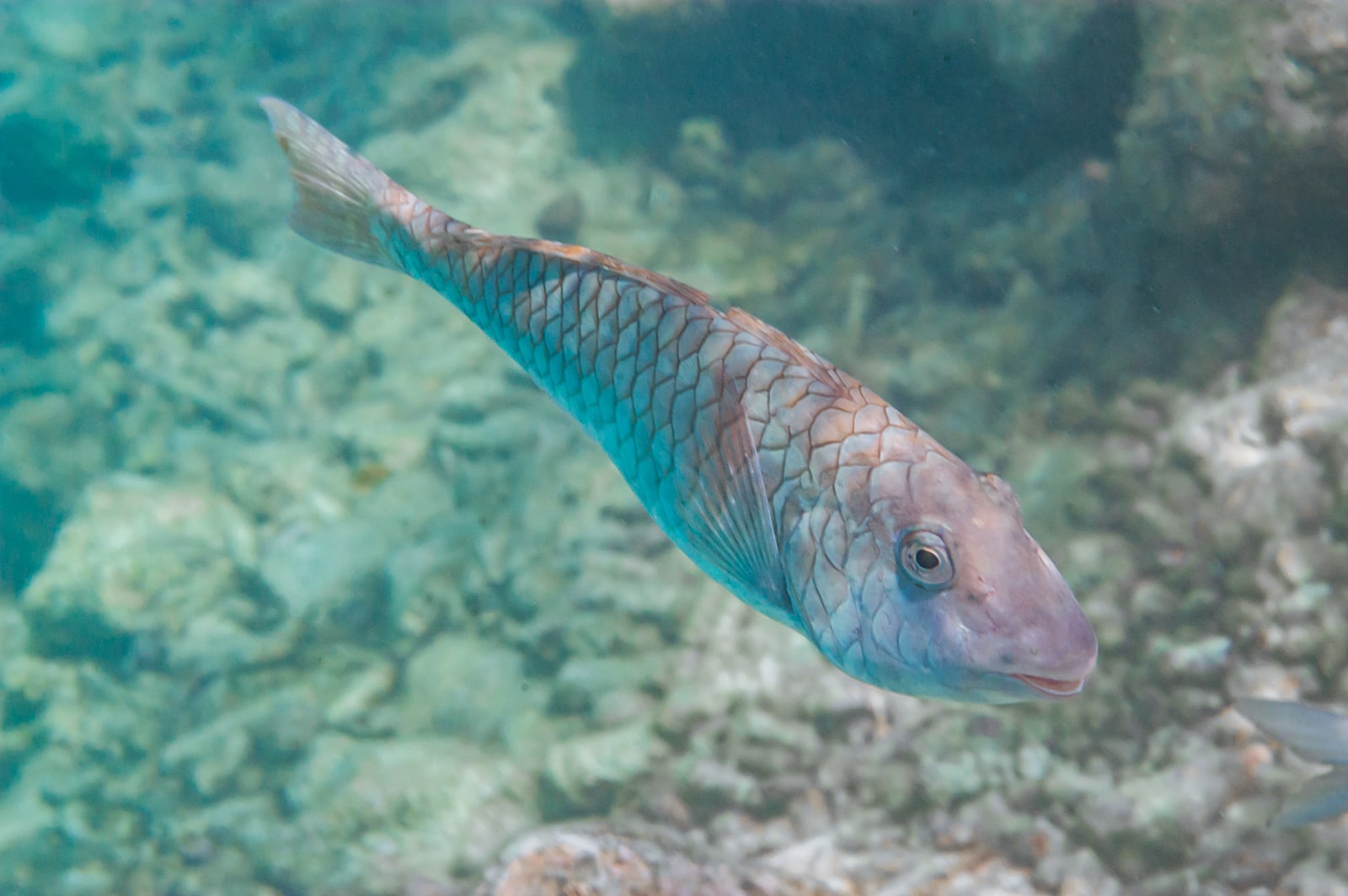 Yellowtail Parrotfish (Sparisoma rubripinne) in Curacao, Underwater Photography