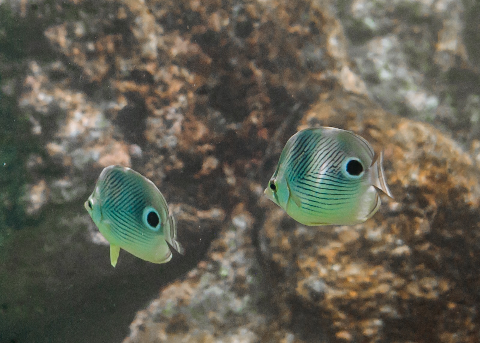 Underwater Photography Of The Tropical Fish And Coral Reefs of Curaçao