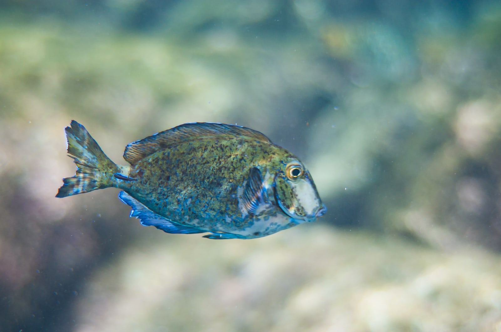 Doctorfish tang (Acanthurus chirurgus) in the Caribbean Sea