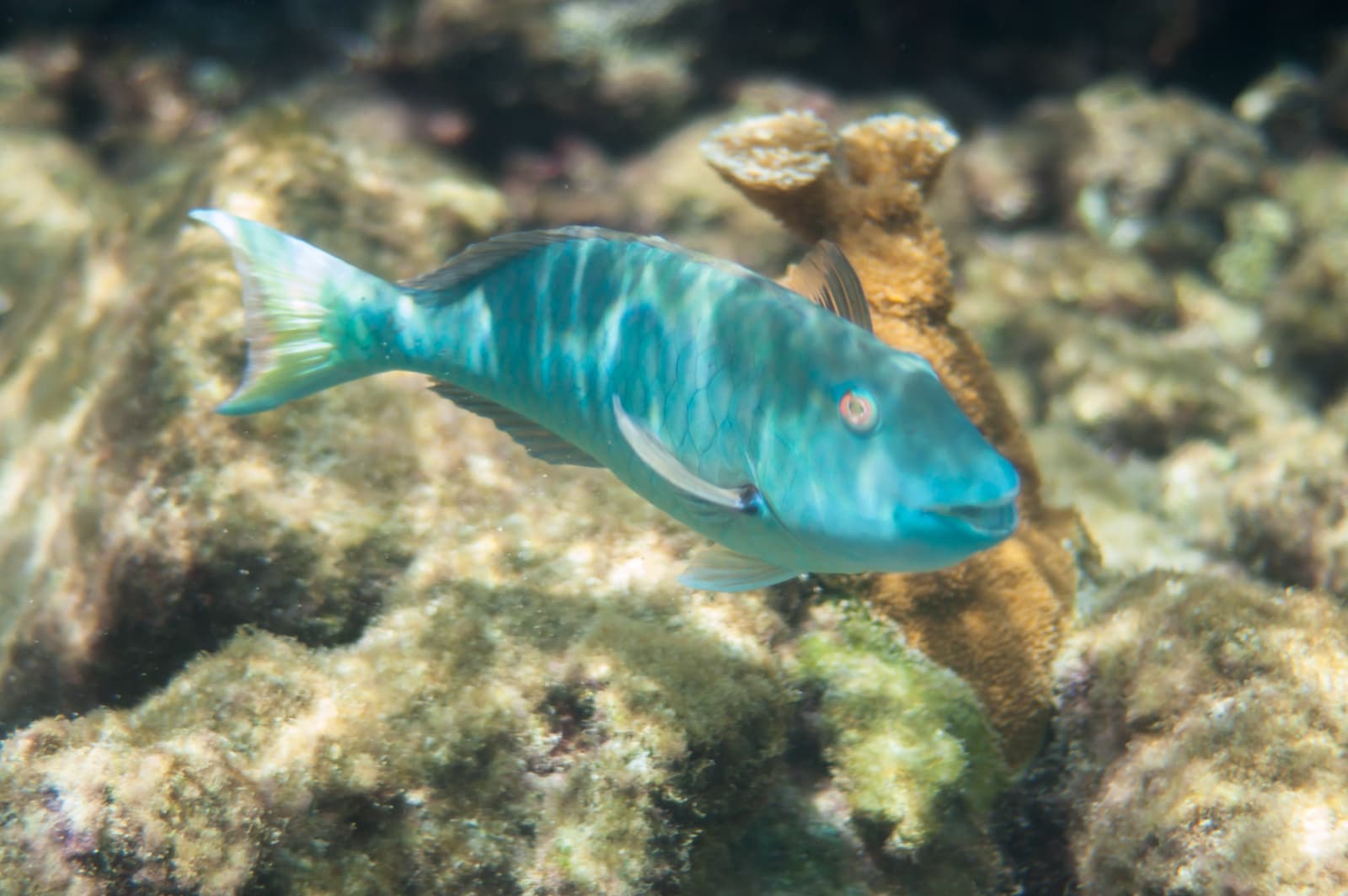 Blue Parrotfish (Scarus coeruleus) in Curacao, Underwater Photography