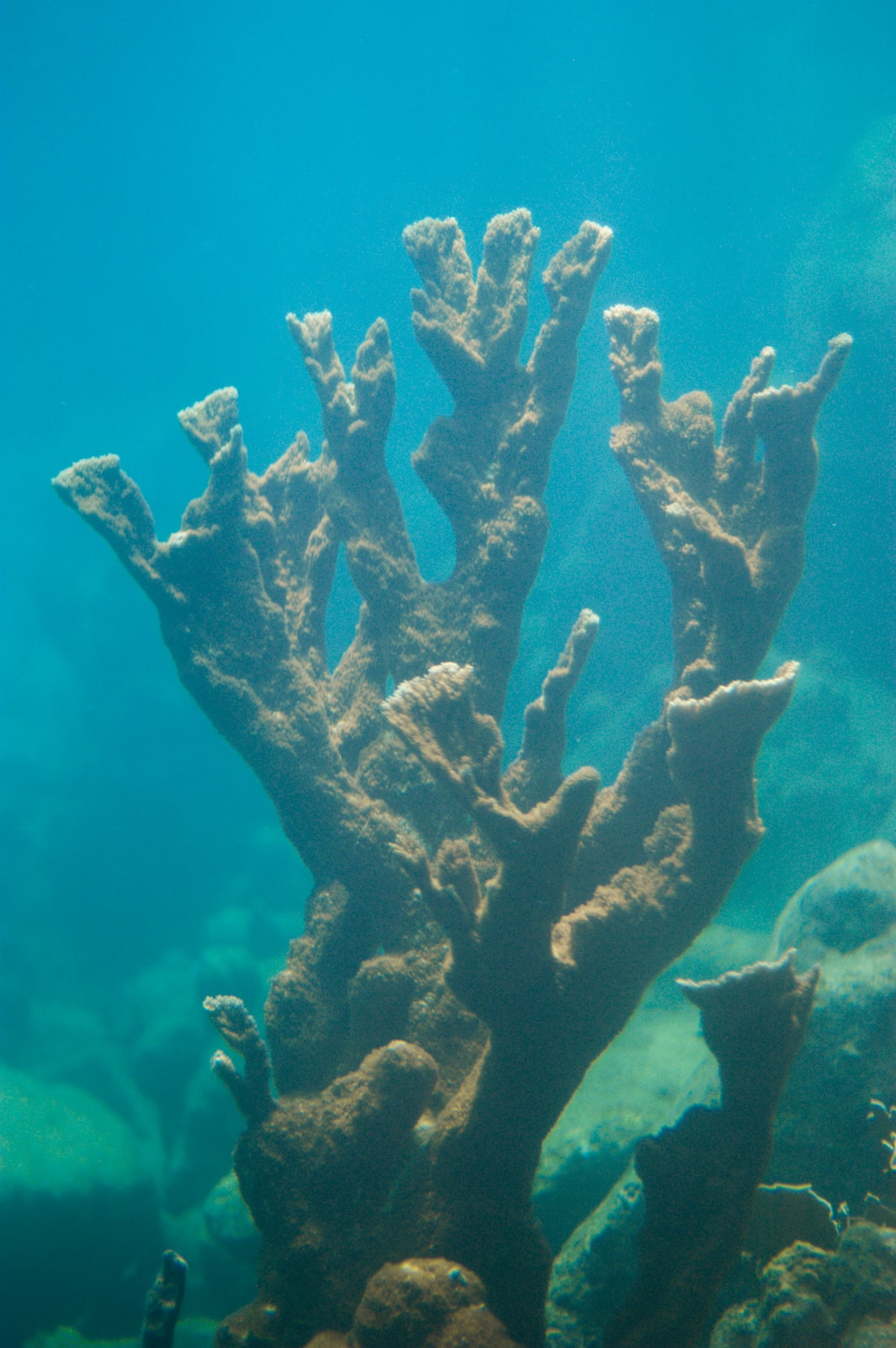 Fire Coral in Curacao, Underwater Photography
