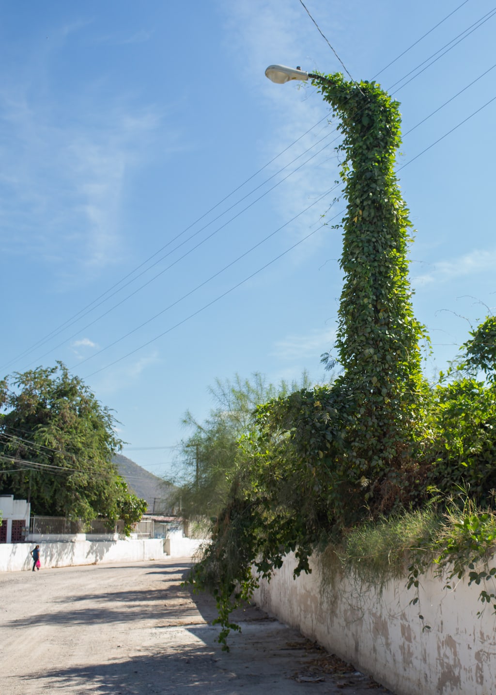 A street lamp covered with vines in La Paz, Mexico
