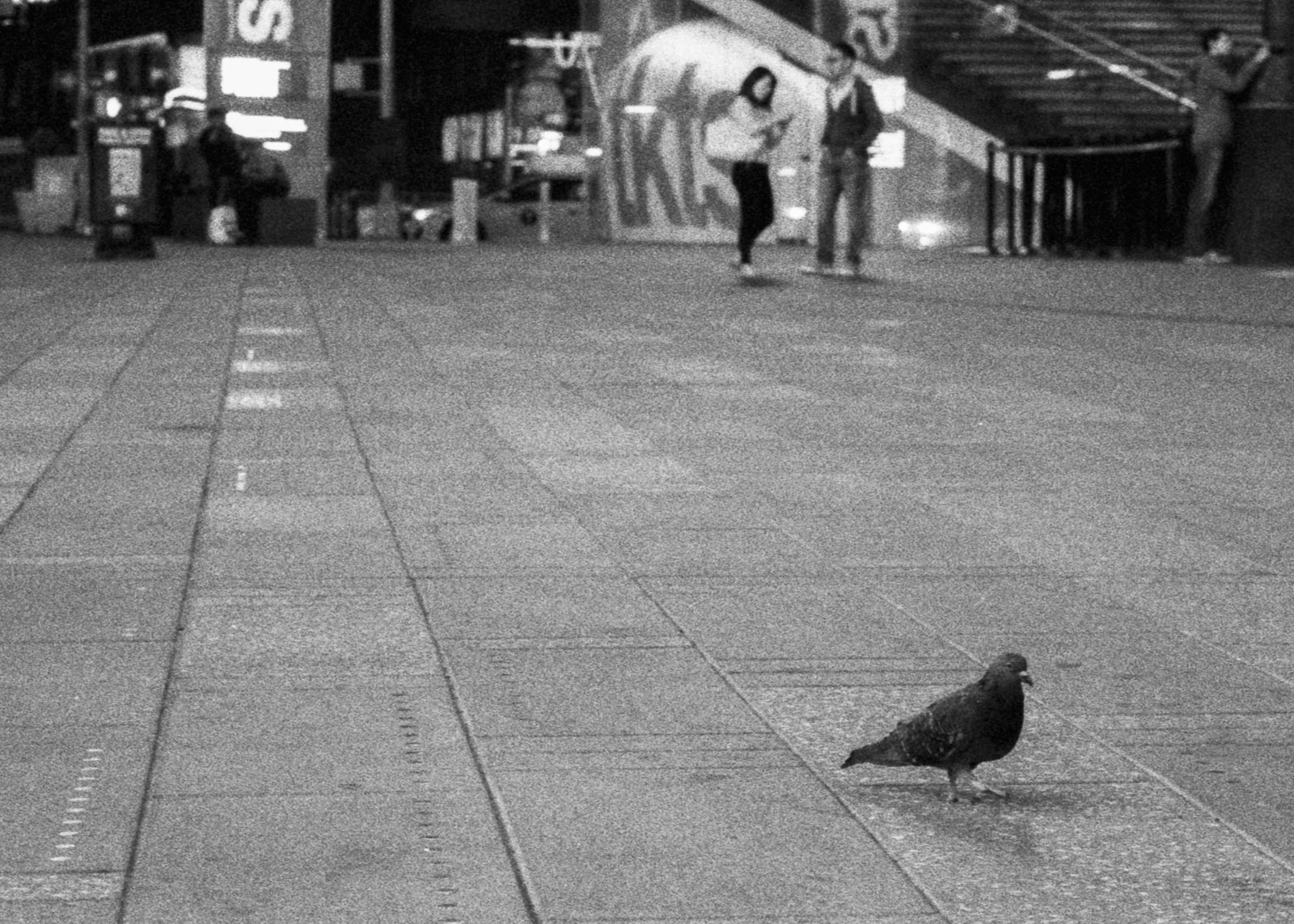 A New York City pigeon in Times Square