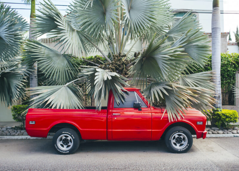 A red truck parked under a palm tree