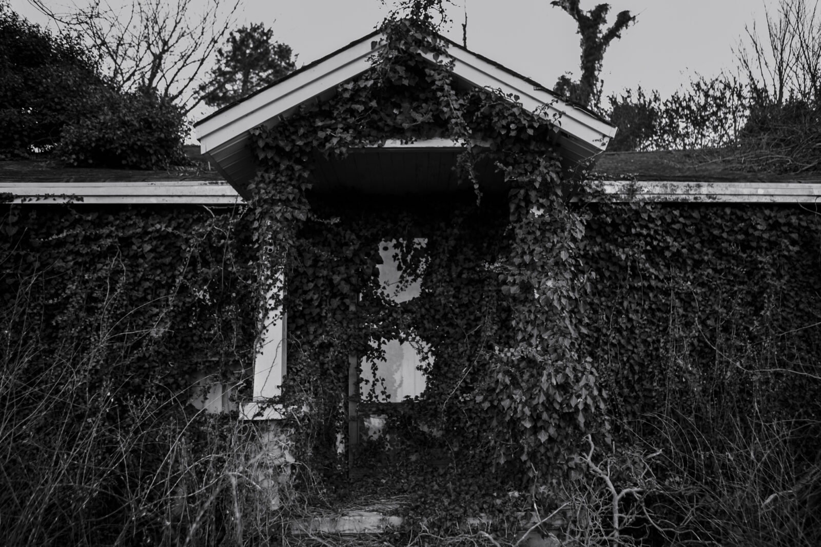 House covered with vines