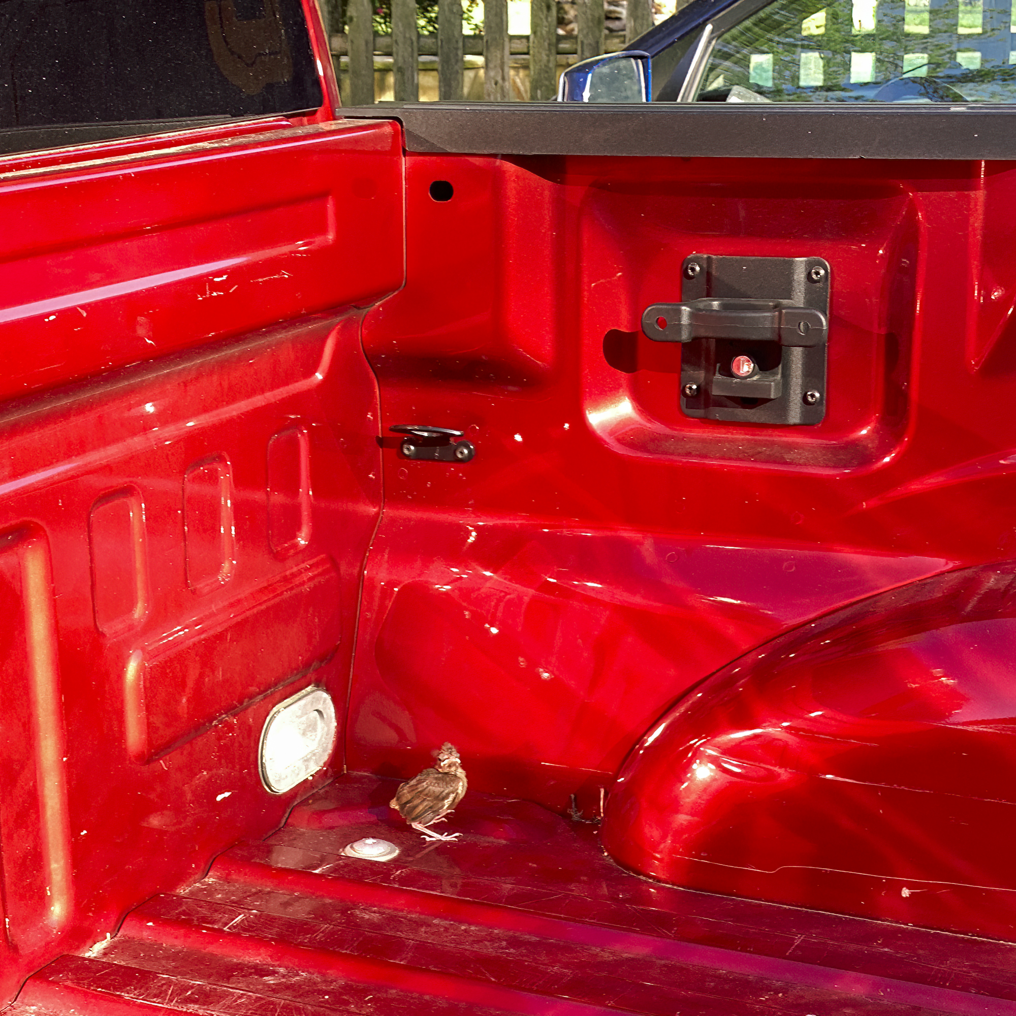 Cardinal Chick Stuck In Truck Bed As Parents Helplessly Look On