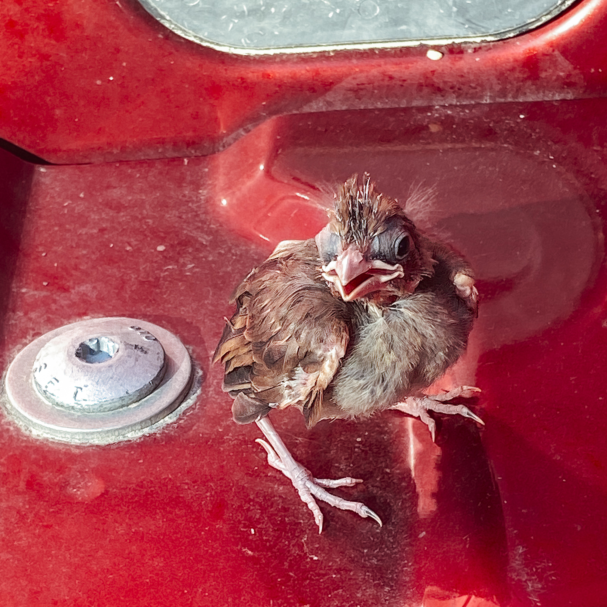 Cardinal Chick Stuck In Truck Bed As Parents Helplessly Look On