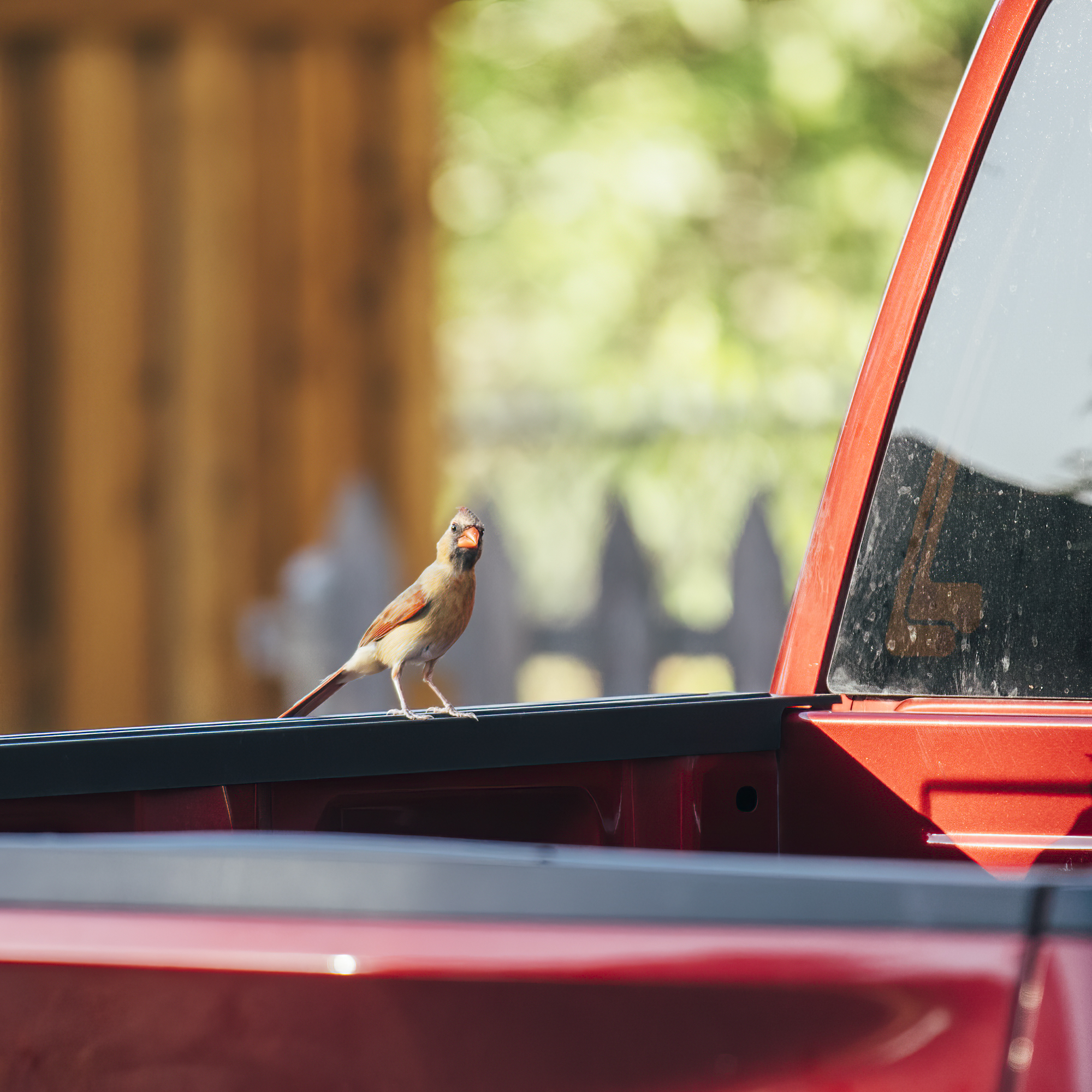 Cardinal Chick Stuck In Truck Bed As Parents Helplessly Look On
