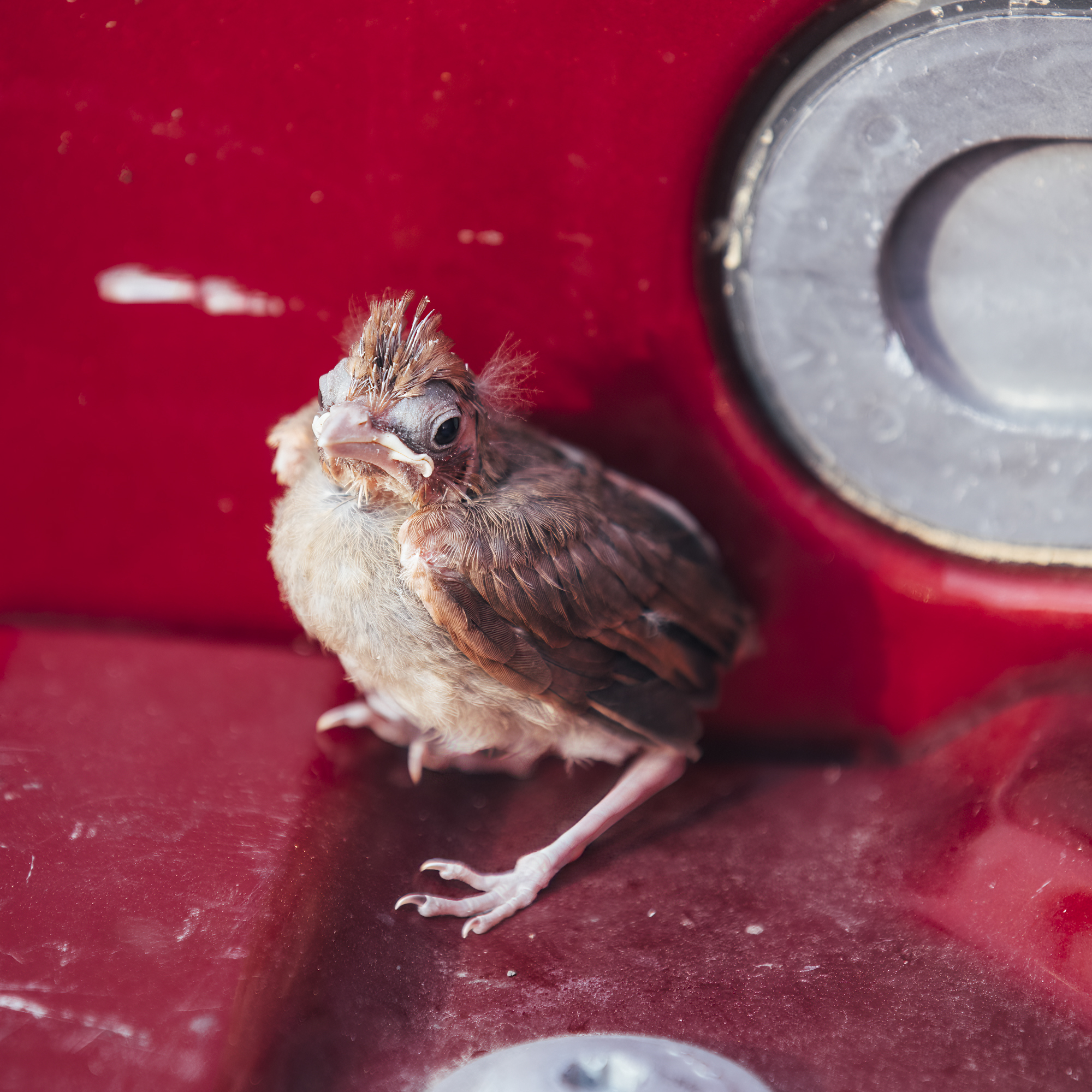 Cardinal Chick Stuck In Truck Bed As Parents Helplessly Look On