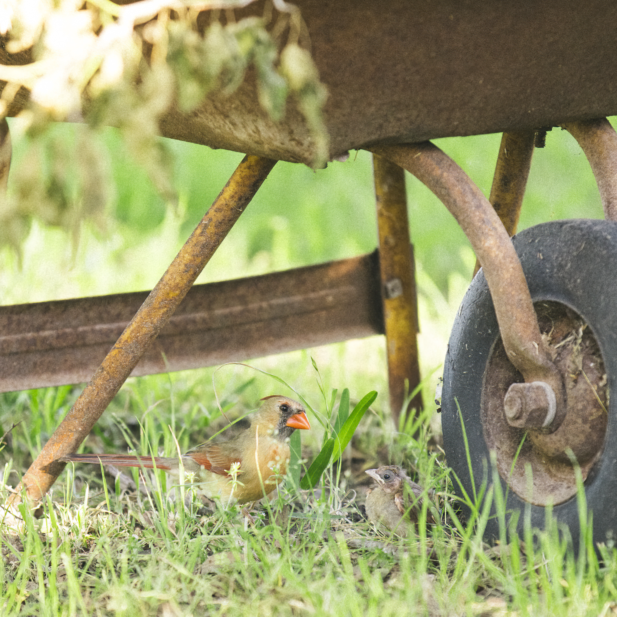 Cardinal Chick Stuck In Truck Bed As Parents Helplessly Look On