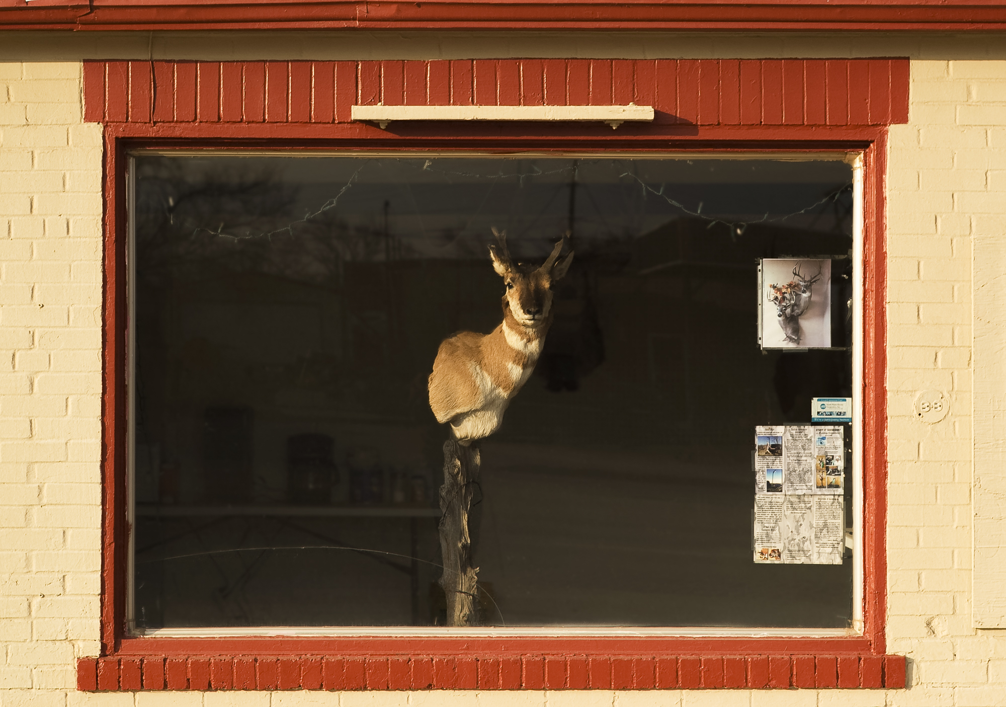 A taxidermy in Childress, Texas