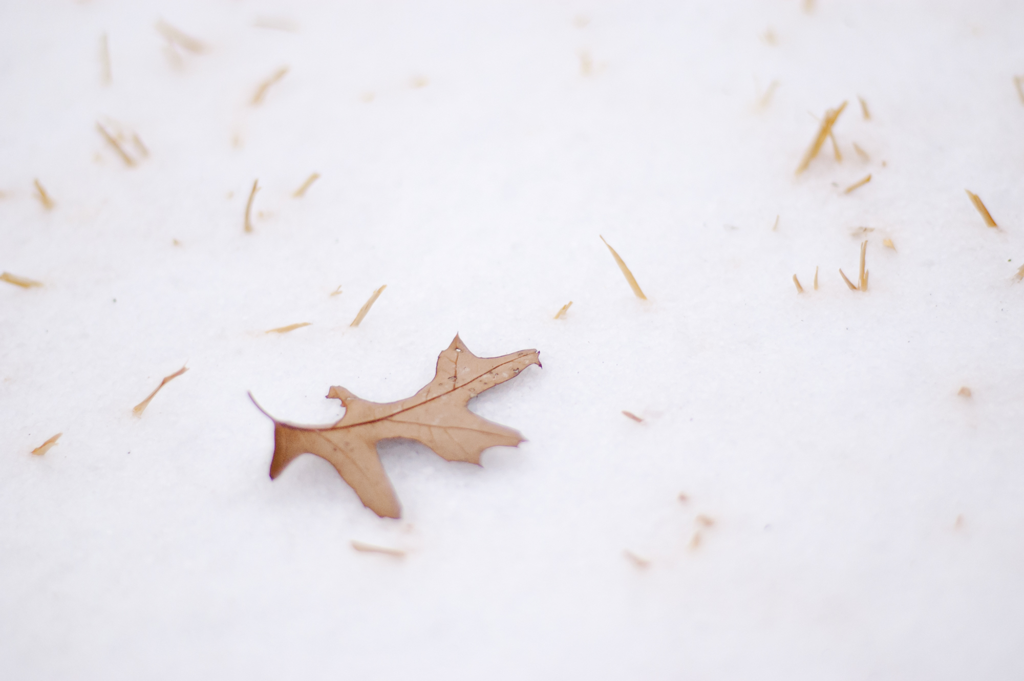 Cold And Icy  In Dallas