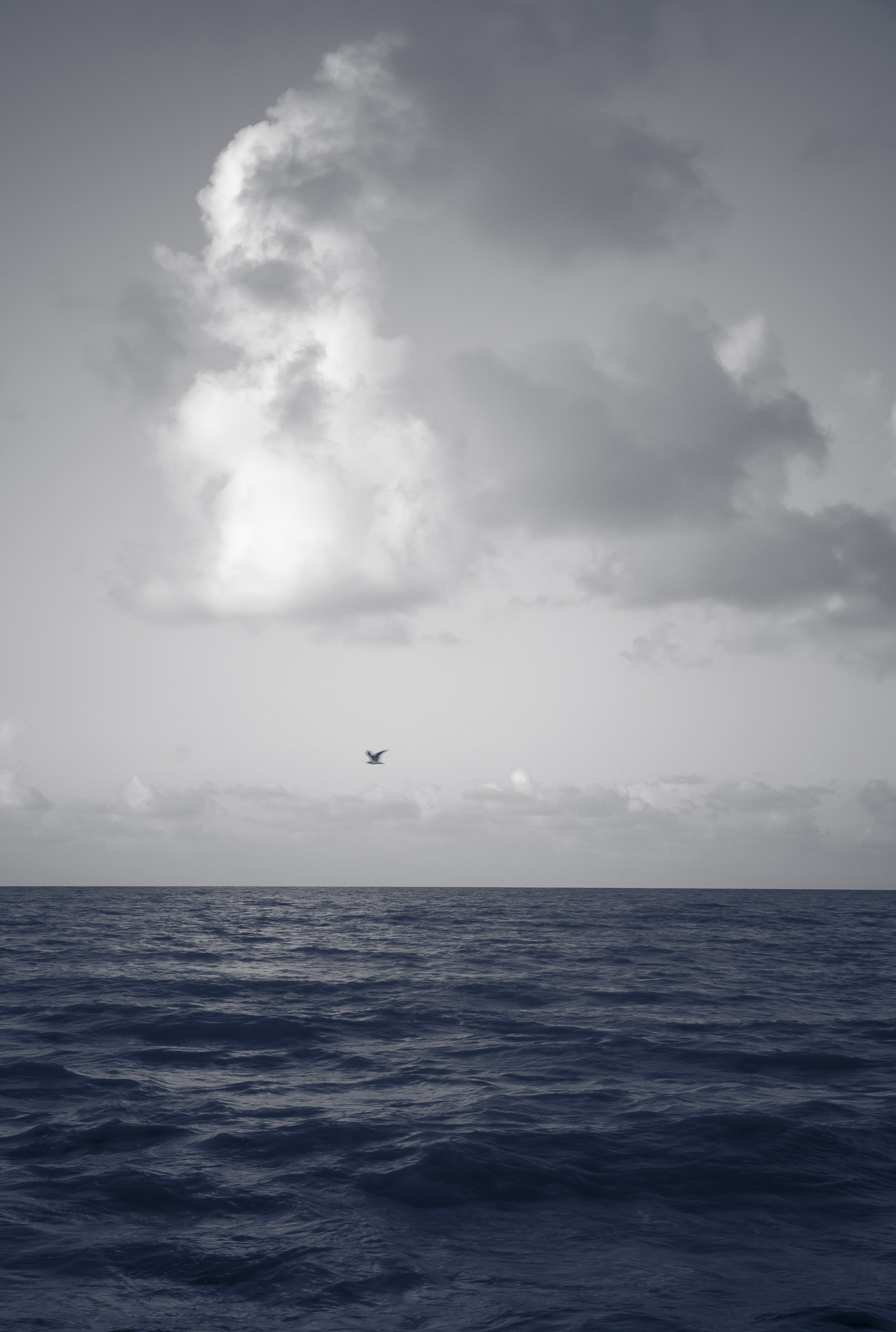 Galveston Seascape