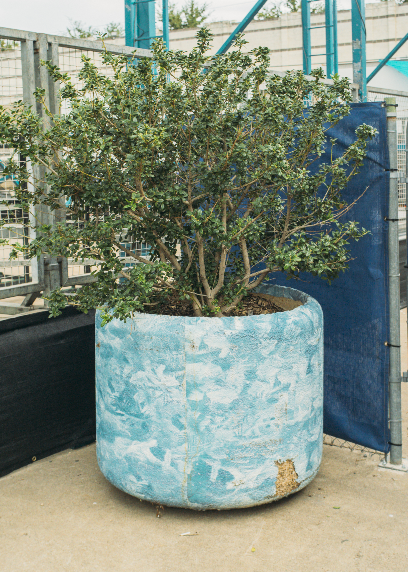 a potted bush at the Texas state fair