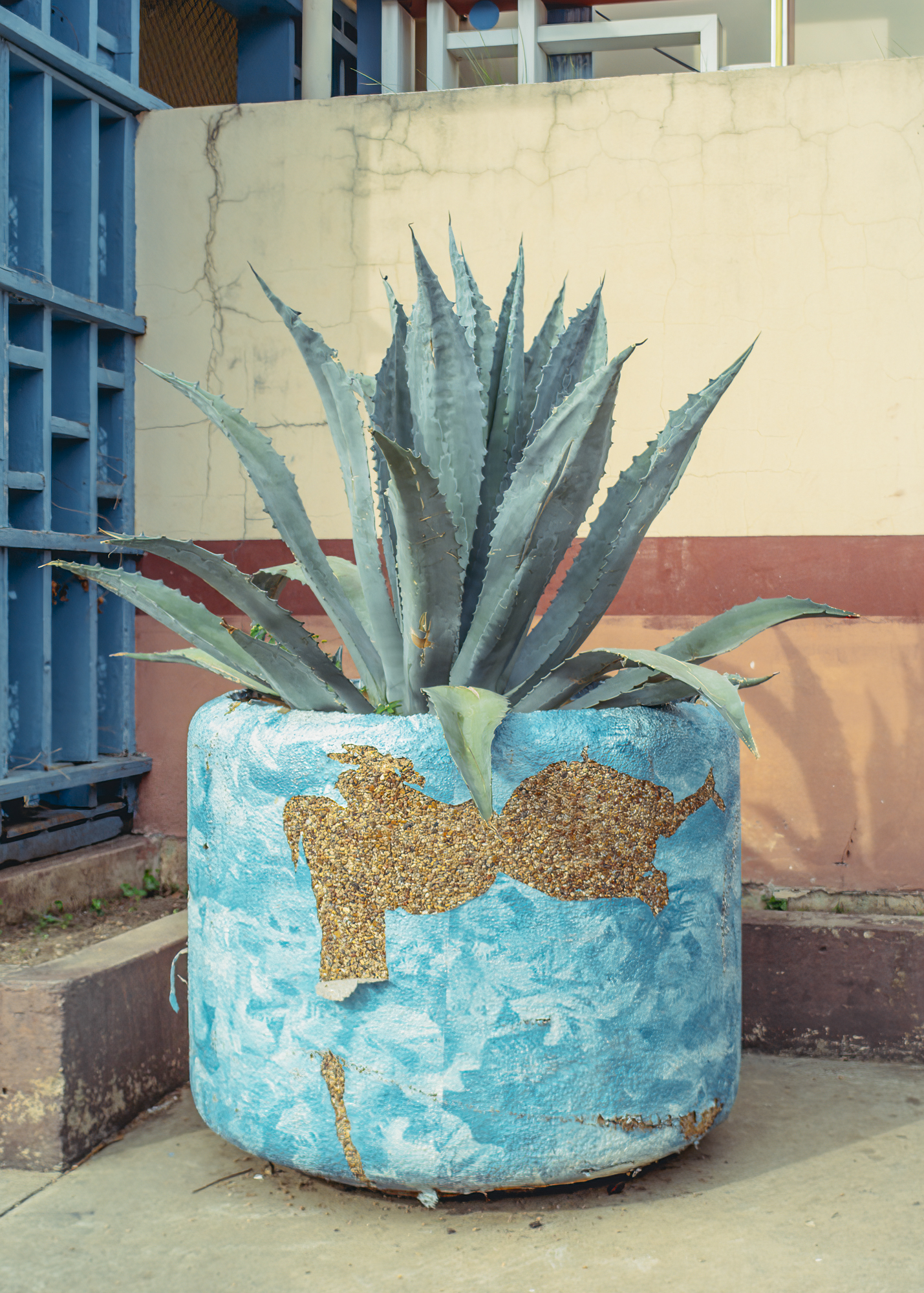 a potted agave at the Texas state fair